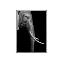 Wydruk zdjęcie obraz słoń zwierzęta ramka na zdjęcia 50x70cm Unika 0017 Sprzedaż