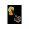 Wydruk zdjęcie obraz kolorowa ramka ryby 30x40cm Unika 0021 Sprzedaż