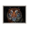 Wydruk obraz zdjęcie tygrysa zwierzęta rama 30x40cm Unika 0027 Sprzedaż