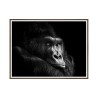 Gorilla fotografia wydruk obraz zwierzęta rama 30x40cm Unika 0026 Sprzedaż