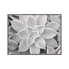 Czarno-biała obraz w ramce soczyste rośliny 30x40cm Unika 0056 Sprzedaż