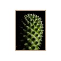 Wydruk zdjęcie roślina kwiat kaktus rama 30x40cm Unika 0061 Sprzedaż
