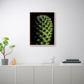 Wydruk zdjęcie roślina kwiat kaktus rama 30x40cm Unika 0061 Promocja