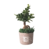 Bombonierka bonsai ficus ginseng w ozdobnej doniczce Paola Rolando Simone Oferta
