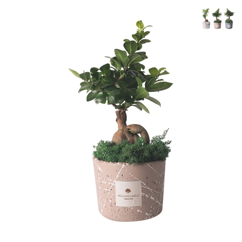 Bombonierka bonsai ficus ginseng w ozdobnej doniczce Paola Rolando Simone Promocja