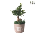 Bombonierka bonsai ficus ginseng w ozdobnej doniczce Paola Rolando Simone Promocja