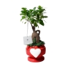 Bombonierka z żywą rośliną bonsai fikus w ozdobnej doniczce z sercem Eden Oferta