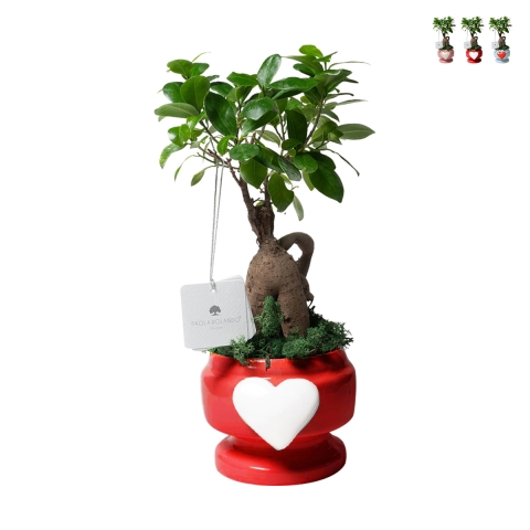 Bombonierka z żywą rośliną bonsai fikus w ozdobnej doniczce z sercem Eden Promocja