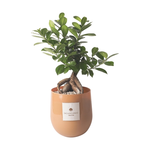 Żywa roślina bonsai ficus ginseng w szklanej doniczce Paola Rolando Hope Promocja