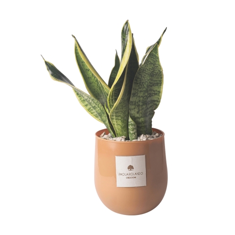 Sansevieria w szklanej doniczce do wnętrz Paola Rolando Hope Promocja