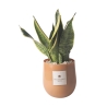Sansevieria w szklanej doniczce do wnętrz Paola Rolando Hope Promocja