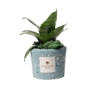 Sansevieria nana w niebieskiej ozdobnej doniczce Paola Rolando Simone Promocja