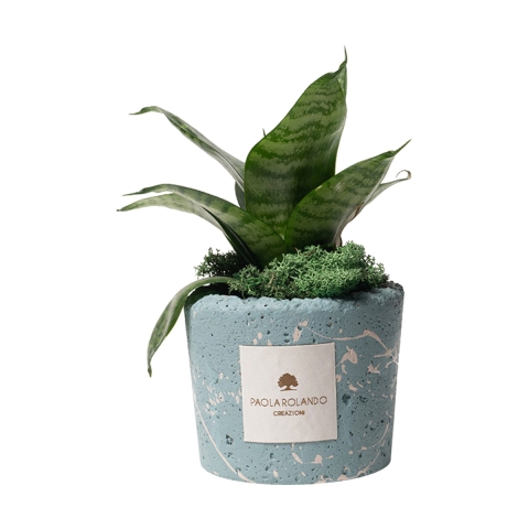 Sansevieria nana w niebieskiej ozdobnej doniczce Paola Rolando Simone Promocja