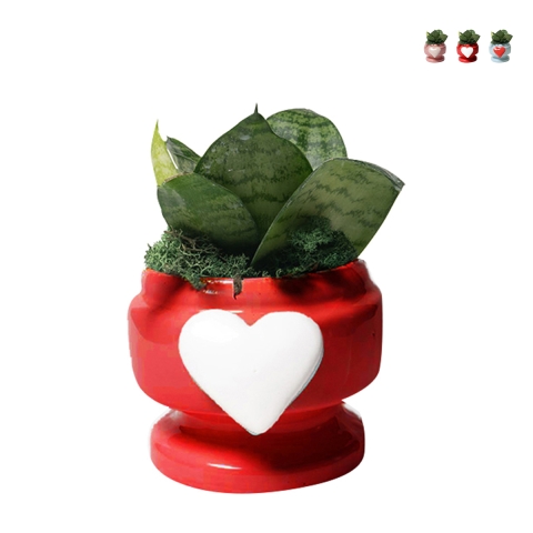 Upominek z rośliną Sansevieria nana w ozdobnej doniczce z sercem Eden Promocja