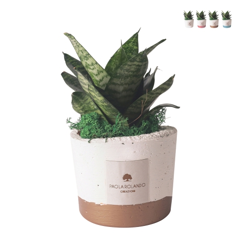 Sansevieria nana roślina doniczkowa w cementowej donicy Paola Rolando Flora Promocja