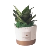 Sansevieria nana roślina doniczkowa w cementowej donicy Paola Rolando Flora Oferta