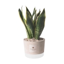 Bomboniera Paola Rolando sansevieria w ozdobnej donicy betonowej Industrial Oferta