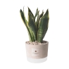Bomboniera Paola Rolando sansevieria w ozdobnej donicy betonowej Industrial Oferta