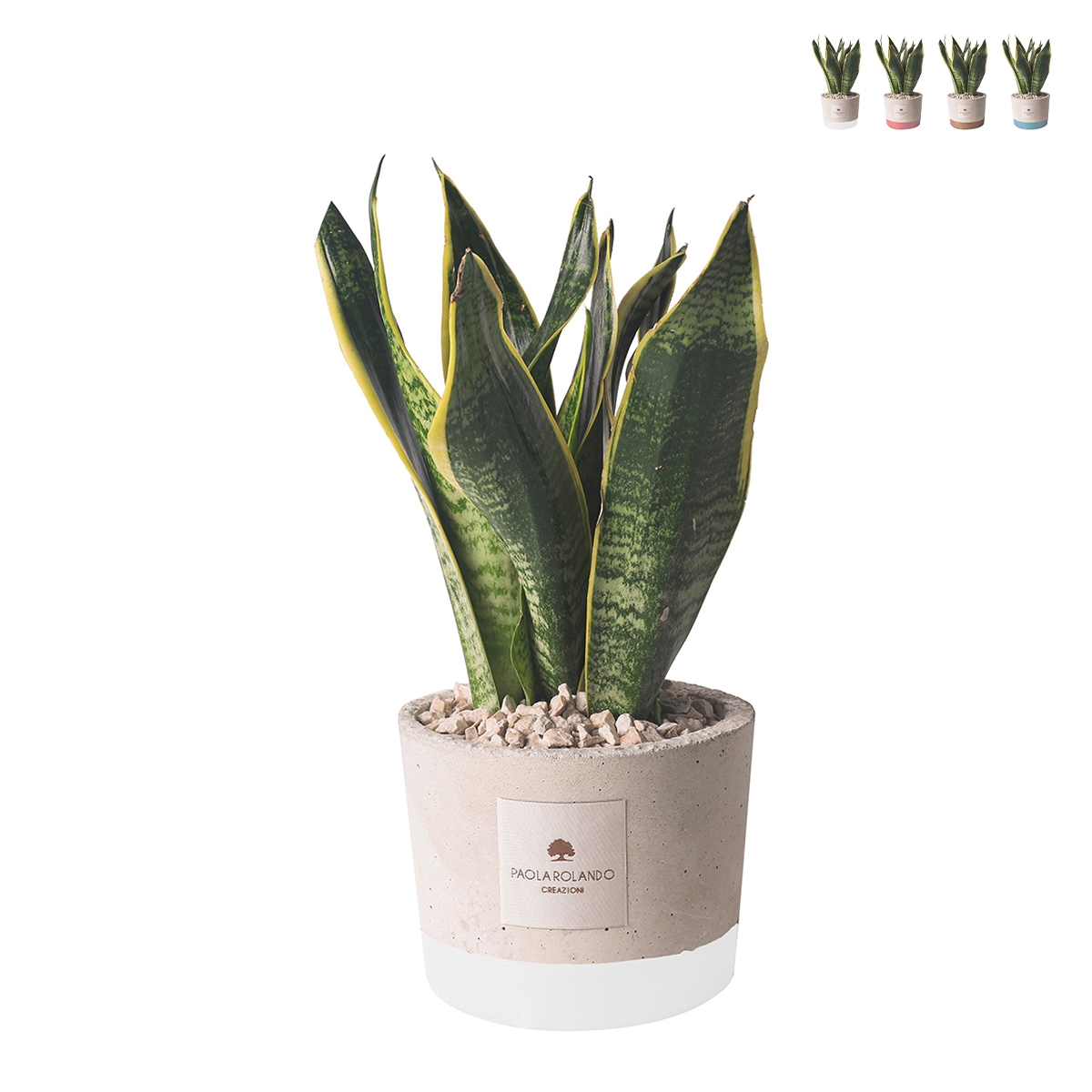 Bomboniera Paola Rolando sansevieria w ozdobnej donicy betonowej Industrial Promocja Bomboniera Paola Rolando sansevieria w ozdobnej donicy betonowej Industrial Promocja