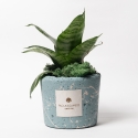 Sansevieria nana w niebieskiej ozdobnej doniczce Paola Rolando Simone Sprzedaż