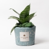 Sansevieria nana w niebieskiej ozdobnej doniczce Paola Rolando Simone Sprzedaż