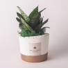 Sansevieria nana roślina doniczkowa w cementowej donicy Paola Rolando Flora Sprzedaż