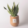 Sansevieria w szklanej doniczce do wnętrz Paola Rolando Hope Sprzedaż