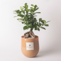 Żywa roślina bonsai ficus ginseng w szklanej doniczce Paola Rolando Hope Sprzedaż
