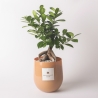 Żywa roślina bonsai ficus ginseng w szklanej doniczce Paola Rolando Hope Sprzedaż
