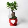 Bombonierka z żywą rośliną bonsai fikus w ozdobnej doniczce z sercem Eden Sprzedaż