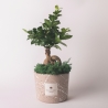 Bombonierka bonsai ficus ginseng w ozdobnej doniczce Paola Rolando Simone Sprzedaż