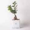 Bonsai ficus ginseng w szklanej kostce Paola Rolando Sogno Sprzedaż