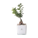 Bonsai ficus ginseng w szklanej kostce Paola Rolando Sogno Oferta