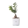 Bonsai ficus ginseng w szklanej kostce Paola Rolando Sogno Oferta