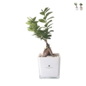 Bonsai ficus ginseng w szklanej kostce Paola Rolando Sogno Promocja