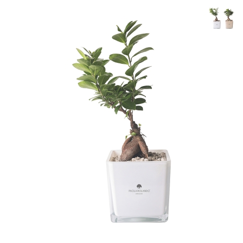Bonsai ficus ginseng w szklanej kostce Paola Rolando Sogno Promocja