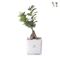 Bonsai ficus ginseng w szklanej kostce Paola Rolando Sogno Promocja