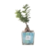 Drzewko bonsai Ficus Ginseng w dekoracyjnej szklanej doniczce Clio Square do wnętrz Oferta