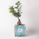 Drzewko bonsai Ficus Ginseng w dekoracyjnej szklanej doniczce Clio Square do wnętrz Sprzedaż