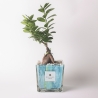 Drzewko bonsai Ficus Ginseng w dekoracyjnej szklanej doniczce Clio Square do wnętrz Sprzedaż