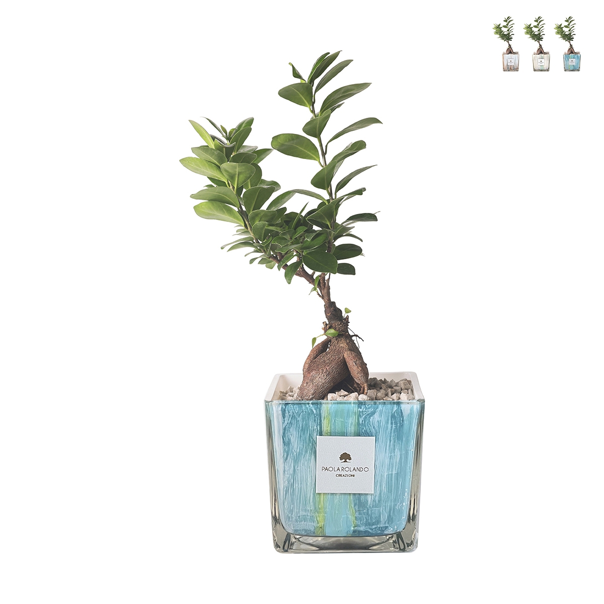 Drzewko bonsai Ficus Ginseng w dekoracyjnej szklanej doniczce Clio Square do wnętrz Promocja Drzewko bonsai Ficus Ginseng w dekoracyjnej szklanej doniczce Clio Square do wnętrz Promocja