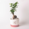 Bonsai fikus Paola Rolando do wnętrz w cementowej doniczce Flora Sprzedaż