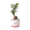 Bonsai fikus Paola Rolando do wnętrz w cementowej doniczce Flora Oferta