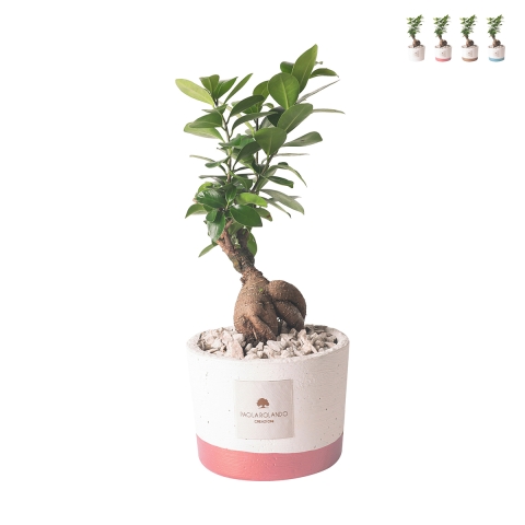 Bonsai fikus Paola Rolando do wnętrz w cementowej doniczce Flora Promocja
