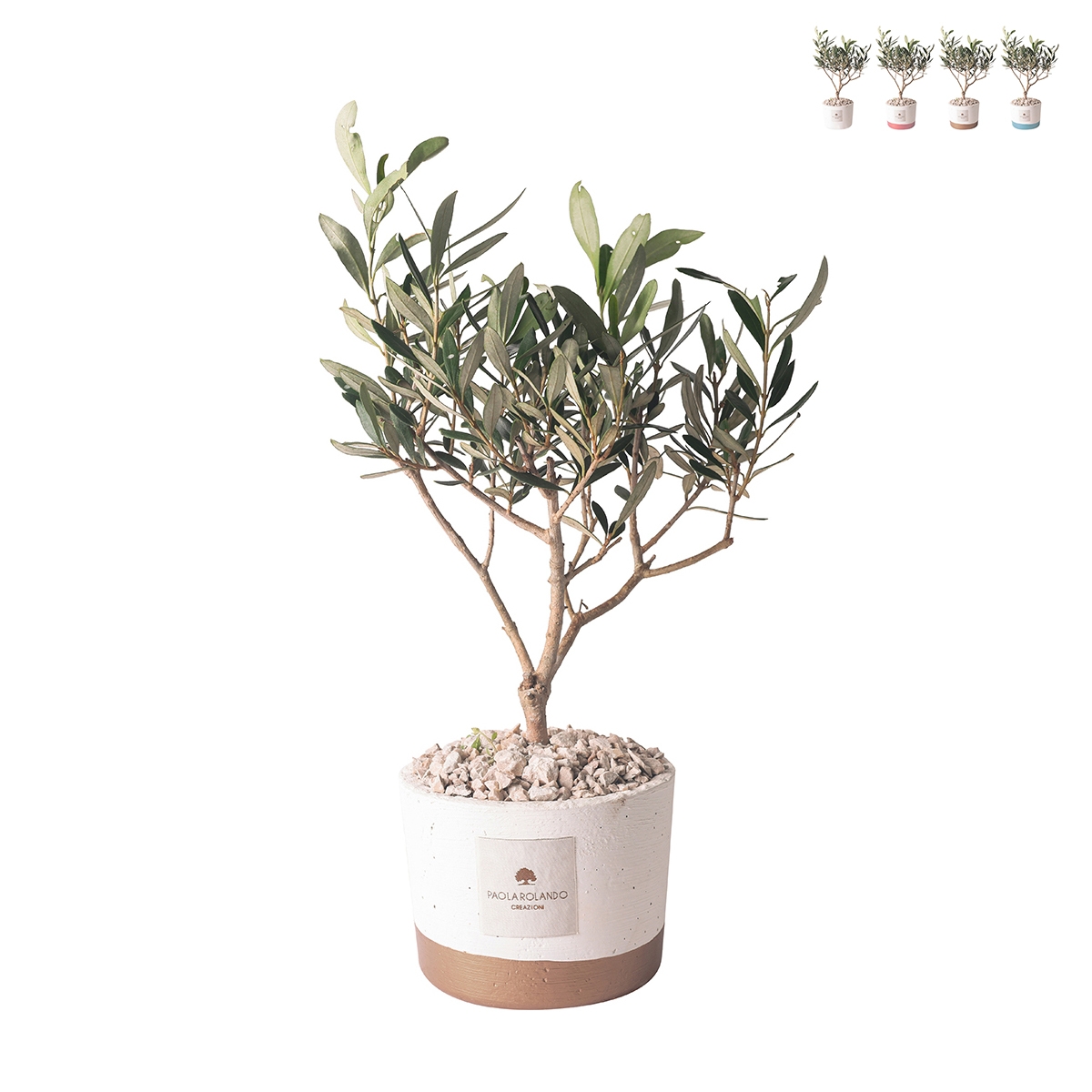 Olivo na bombonierkę ślubną Paola Rolando w doniczce cementowej Flora Promocja Olivo na bombonierkę ślubną Paola Rolando w doniczce cementowej Flora Promocja