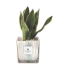 Sansevieria Paola Rolando w ozdobnej szklanej doniczce Clio Square Oferta