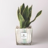 Sansevieria Paola Rolando w ozdobnej szklanej doniczce Clio Square Sprzedaż