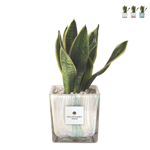 Sansevieria Paola Rolando w ozdobnej szklanej doniczce Clio Square Promocja