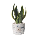 Bombonierka sansevieria w ozdobnej cementowej donicy Simone Oferta