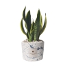 Bombonierka sansevieria w ozdobnej cementowej donicy Simone Oferta